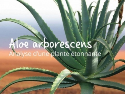L'Aloe arborescens, analyse de ses bienfaits