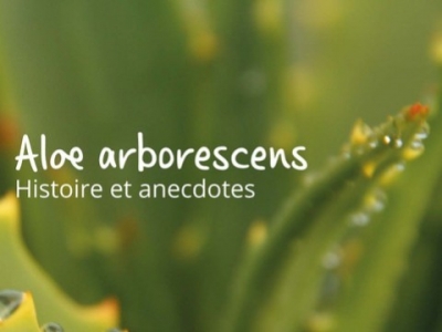 Aloe arborescens : Histoire et anecdotes
