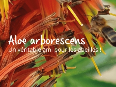 Aloe arborescens en fleurs, un festin pour les abeilles !