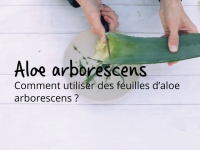 Comment utiliser l'aloe arborescens ?
