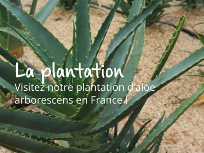 Visitez notre plantation d'aloe arborescens en France !