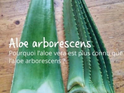 Aloe arborescens et aloe vera : quelles differences ?