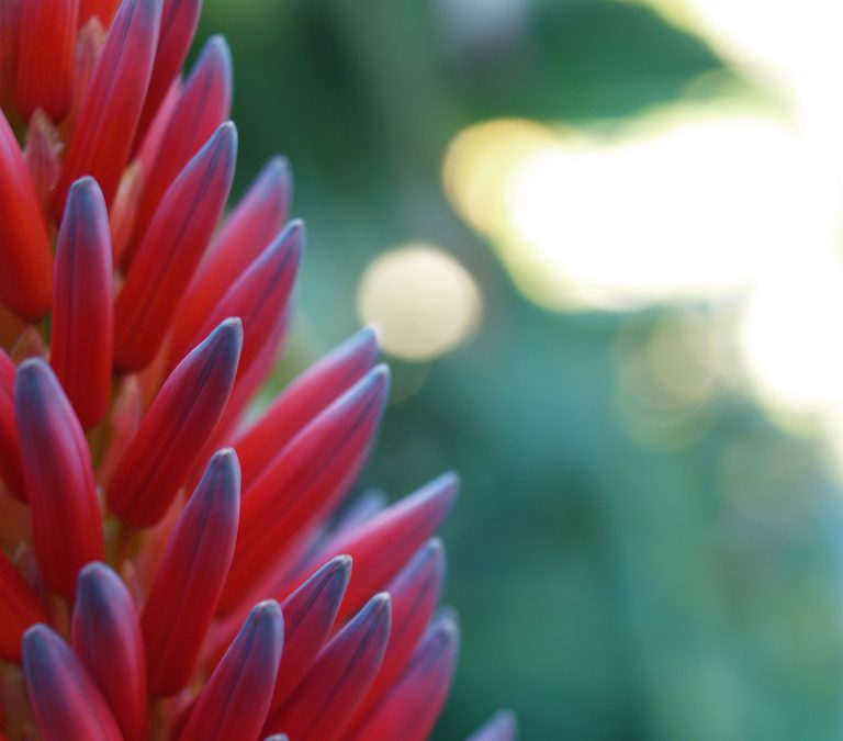 Aloe arborescens : Histoire et anecdotes