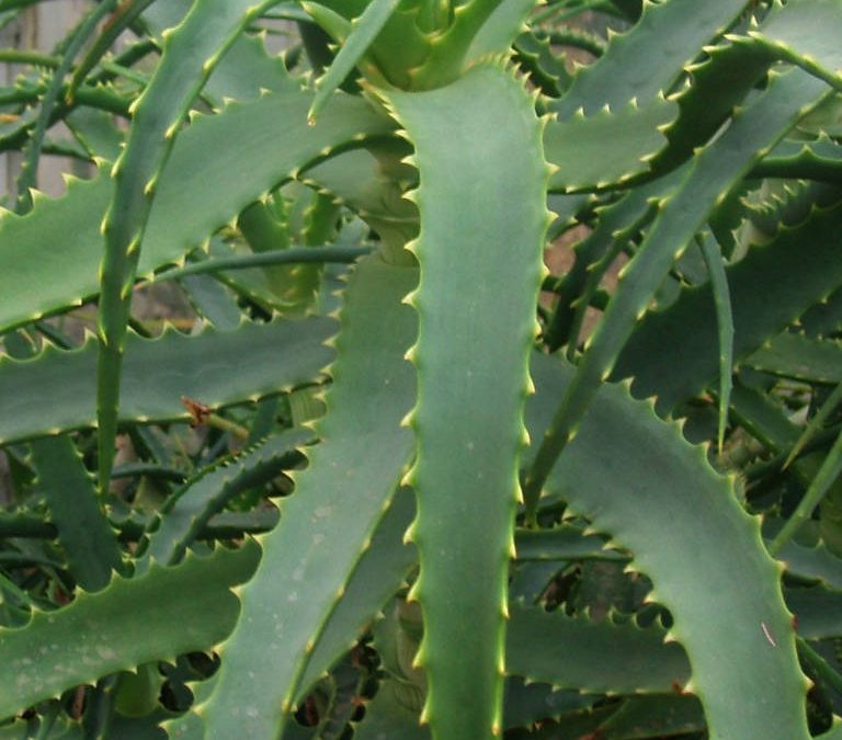 Comment entretenir son plant d&rsquo;aloe arborescens ?