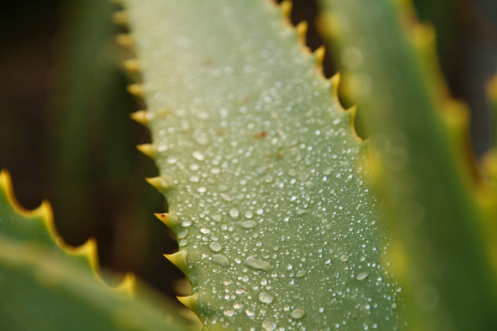 L&rsquo;aloe arborescens, analyse de ses bienfaits