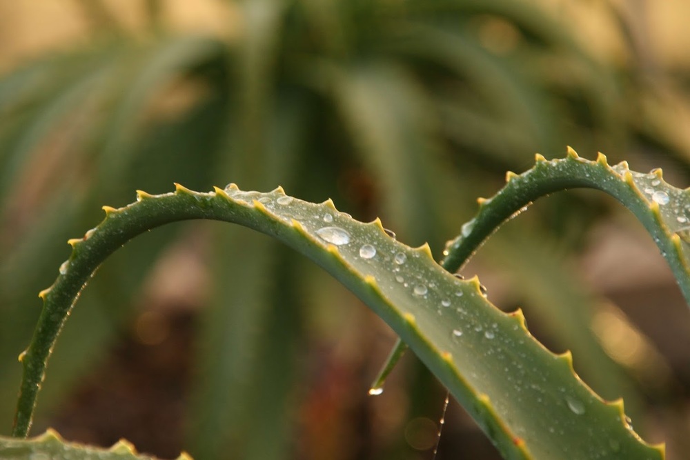 Comment conserver les feuilles d&rsquo;aloe arborescens ?