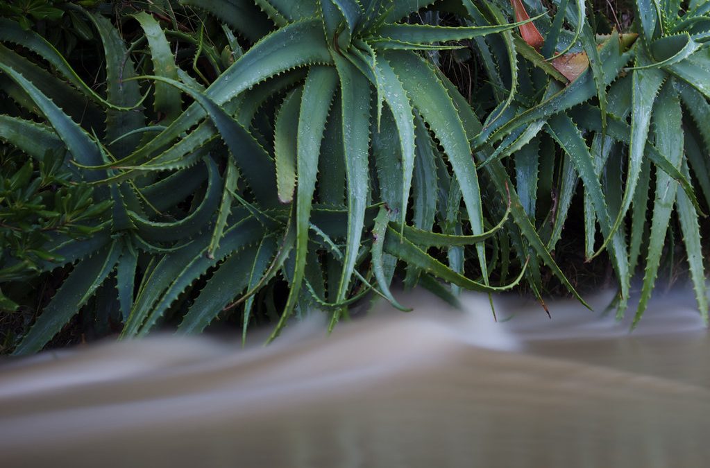 Aloe arborescens : où en trouver et en acheter ?
