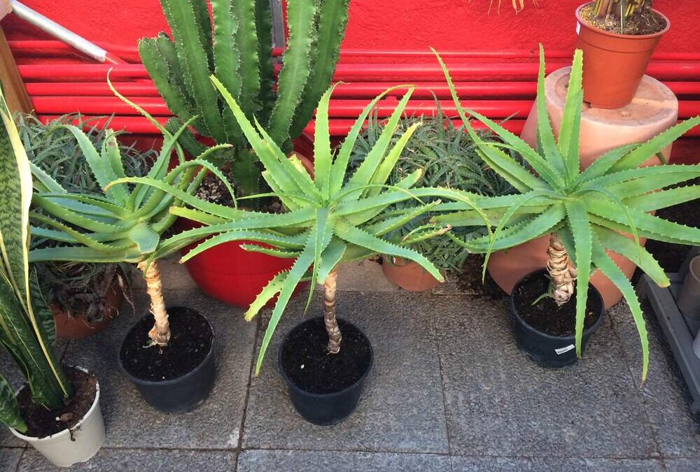 Peut-on faire pousser de l’aloe arborescens chez soi ?